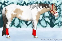 Horse Color:Amber Cream Champagne Tobiano Frame Rabicano 