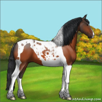 Horse Color:Brown Tobiano 
