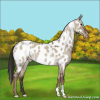 Horse Color:Liver Red Dun Roan Appaloosa 