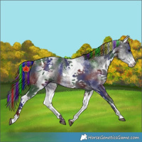 Horse Color:Painted Nacre White Spotted Black Tobiano Rabicano 