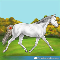Horse Color:Gold Champagne Roan Dun Splash Tobiano Frame Appaloosa Rabicano 