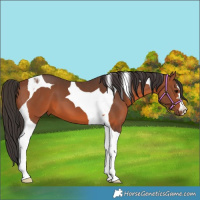 Horse Color:Bay Tobiano 