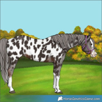 Horse Color:Liver Chestnut Splash Appaloosa 