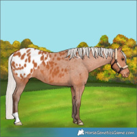 Horse Color:Silver Bay Appaloosa 