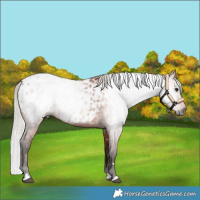 Horse Color:Gray Silver Bay Appaloosa