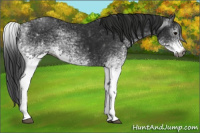 Horse Color:Gray White Spotted Black  and Gray White Spotted Black