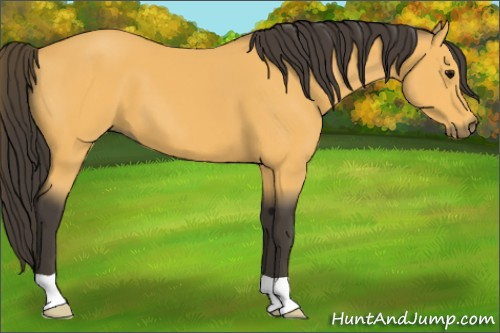 Horse Color:Buckskin
