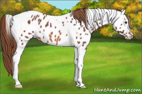 Horse Color:Chestnut Tobiano Appaloosa