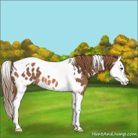 Horse Color:Chestnut Splash Tobiano Appaloosa 