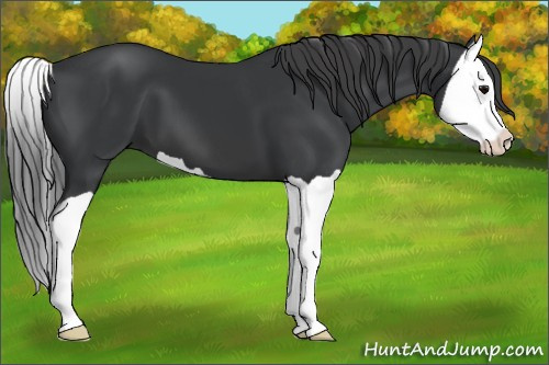Horse Color:Black Splash