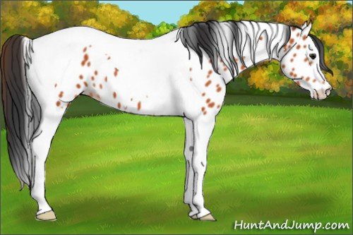 Horse Color:Bay Tobiano Appaloosa