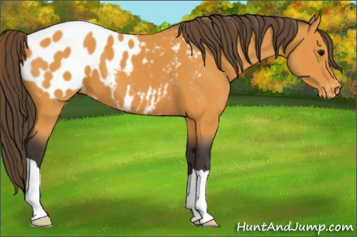 Horse Color:Buckskin Appaloosa