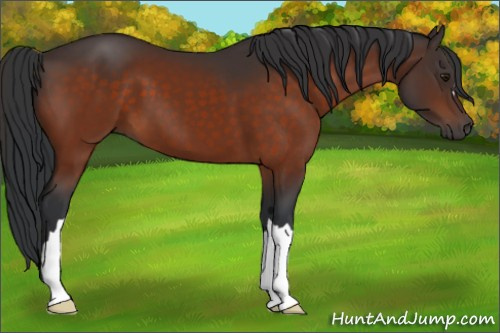 Horse Color:Brown 