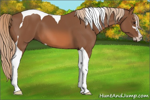Horse Color:Chestnut Sabino Tobiano