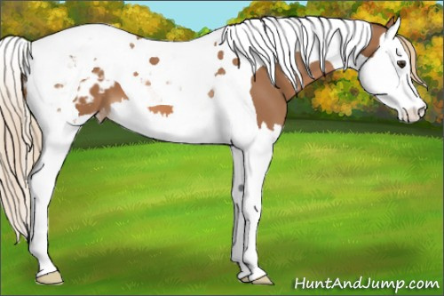 Horse Color:Chestnut Splash Tobiano Appaloosa 