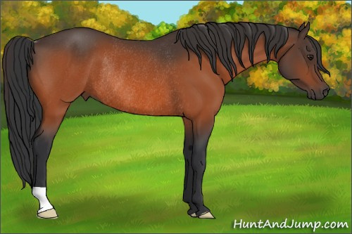 Horse Color:Brown Rabicano