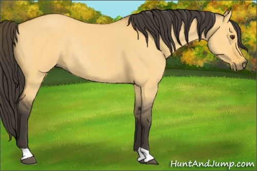 Horse Color:Buckskin Dun Rabicano 