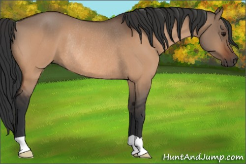 Horse Color:Bay Dun Rabicano