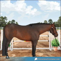 Horse Color:Bay 