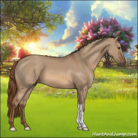 Horse Color:Red Dun 