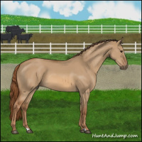 Horse Color:Red Dun 