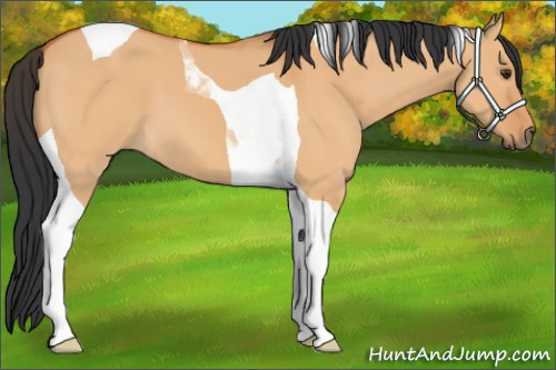 Horse Color:Bay Dun Tobiano