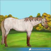 Horse Color:Red Dun Roan 