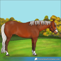 Horse Color:Silver Bay 