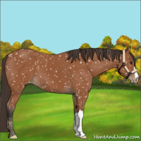 Horse Color:Bay Appaloosa 