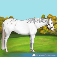 Horse Color:White Spotted Bay Appaloosa