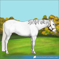 Horse Color:White Spotted Palomino Appaloosa