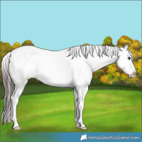 Horse Color:White Spotted Liver Chestnut Appaloosa 