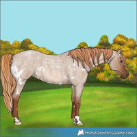 Horse Color:White Spotted Red Dun Roan 