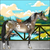 Horse Color:Gray White Spotted Brown Dun Brindle 