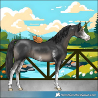 Horse Color:Black Mushroom Sabino