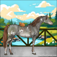 Horse Color:Gray White Spotted Liver Red Dun Ice Rabicano 