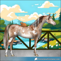 Horse Color:Gray White Spotted Gold Champagne Dun Brindle 