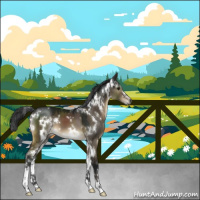 Horse Color:Gray White Spotted Brown Dun Sabino 