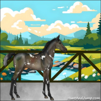 Horse Color:Gray White Spotted Brown Dun 