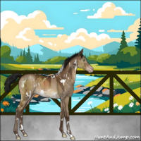 Horse Color:Gray White Spotted Sable Champagne Dun Sabino Brindle 