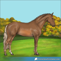 Horse Color:Chocolate Palomino 