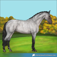 Horse Color:Platinum Liver Red Roan 