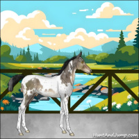 Horse Color:Gray White Spotted Brown Ice Dun Tobiano Rabicano 