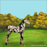 Horse Color:Void White Spotted Liver Red Dun Pearl Rabicano Brindle