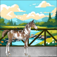 Horse Color:White Spotted Liver Chestnut Sabino 