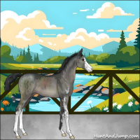Horse Color:Grullo Roan Sabino Brindle