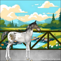 Horse Color:Gray White Spotted Brown Dun Tobiano Brindle 