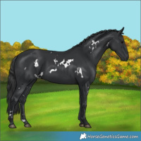 Horse Color:White Spotted Black 