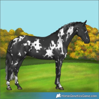 Horse Color:White Spotted Black 
