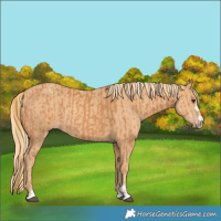 Horse Color:Chestnut  and Gold Champagne 